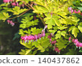 April 25 2026 Pink Bleeding Heart Flowers Hanging From Golden Green 140437862