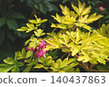April 25 2026 Pink Bleeding Heart Flowers Hanging From Golden Green 140437863