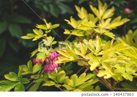 April 25 2026 Pink Bleeding Heart Flowers Hanging From Golden Green April 25 2026 Pink Bleeding Heart Flowers Hanging From Golden Green 140437863