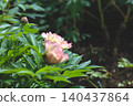 April 25 2026 Soft Pink Peony Blossom With Pollinating Insect 140437864