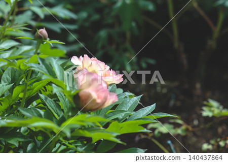 April 25 2026 Soft Pink Peony Blossom With Pollinating Insect April 25 2026 Soft Pink Peony Blossom With Pollinating Insect 140437864
