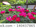 April 25 2026 Pink Peony Blossoms Blooming In Japanese Garden 140437865