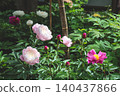 April 25 2026 Red Peony Blossom Blooming In Japanese Garden 140437866