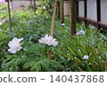 April 25 2026 Pale Pink Peonies Blooming In Japanese Garden 140437868
