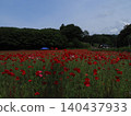 Poppies blooming in the mountains 140437933
