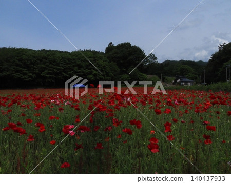 Poppies blooming in the mountains Poppies blooming in the mountains 140437933