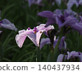 Blooming on a sunny day during the rainy season 140437934