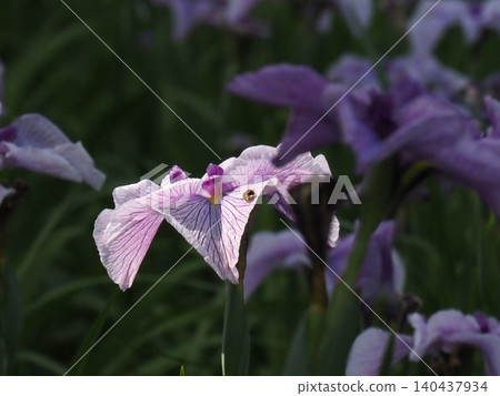 Blooming on a sunny day during the rainy season Blooming on a sunny day during the rainy season 140437934