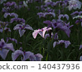 White irises 140437936