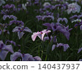 White irises 140437937