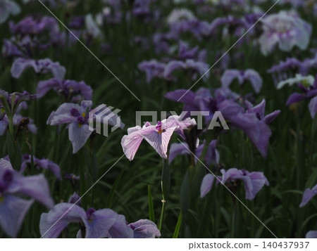 White irises White irises 140437937