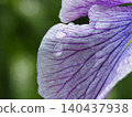 Irises with purple petals and purple spots. 140437938