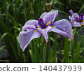 Iris that gets wet in the rain 140437939
