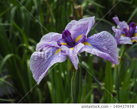 Iris that gets wet in the rain Iris that gets wet in the rain 140437939
