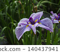 Iris that gets wet in the rain 140437941