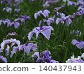Purple and white iris flowers are blooming in the iris garden 140437943