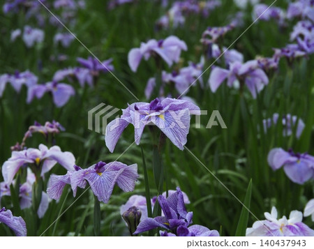 Purple and white iris flowers are blooming in the iris garden Purple and white iris flowers are blooming in the iris garden 140437943