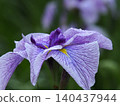 Iris hanabu (Japanese iris) with beautiful purple petals 140437944