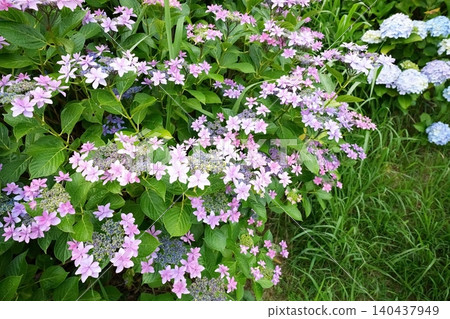 hydrangea hydrangea 140437949