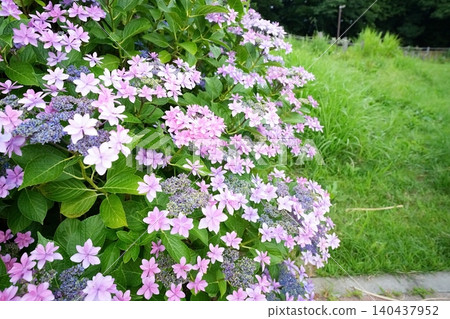 繡球 繡球 140437952