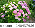 hydrangea   140437986