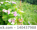 hydrangea   140437988