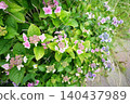 hydrangea   140437989