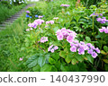 hydrangea   140437990