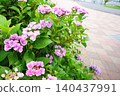 hydrangea   140437991