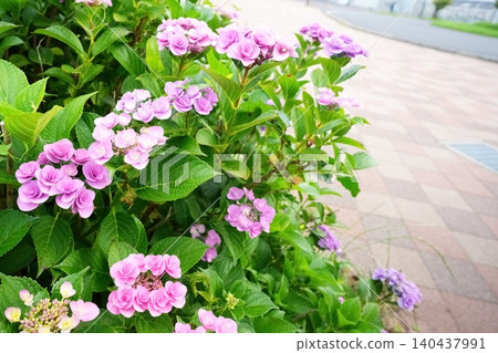 hydrangea hydrangea 140437991