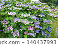 hydrangea   140437993