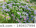 hydrangea   140437994
