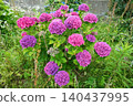 hydrangea   140437995