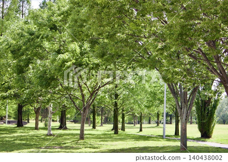 Avenue of trees in the park Avenue of trees in the park 140438002