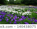 Iris 140438075