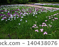 Iris 140438076