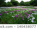 Iris 140438077
