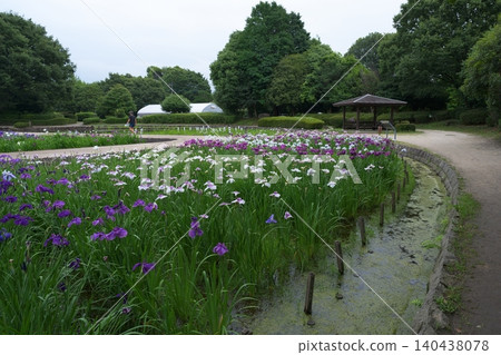 Iris Iris 140438078