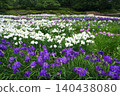 Iris 140438080