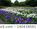 Iris 140438081
