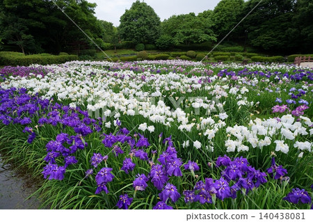 Iris Iris 140438081