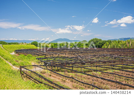 Tea plantations along the Kizu River, Yawata City, Kyoto Prefecture 140438214