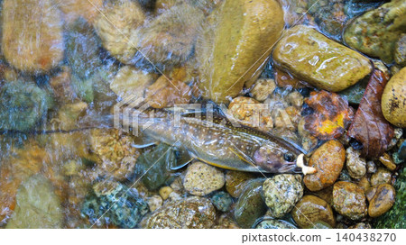 Fishing Iwana Fishing Iwana 140438270