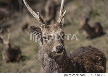 A deer 140438332