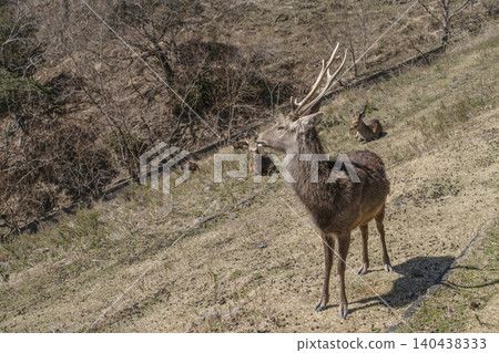 A deer 140438333