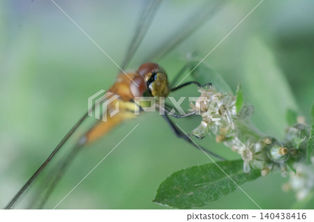 蜻蜓、昆蟲、微距攝影、特寫、自然、生物、夏季、野花、小動物、近景 140438416