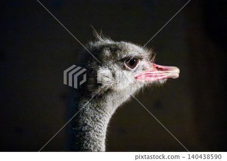 Ostriches photographed at Asahiyama Zoo 140438590