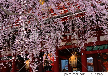 垂枝櫻花與淺草寺寶藏門:淺草寺的春夜景色 垂枝櫻花與淺草寺寶藏門:淺草寺的春夜景色 140439220