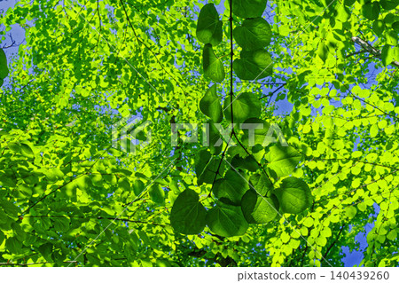 Fresh green Fresh green 140439260