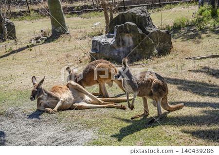 Red kangaroo 140439286